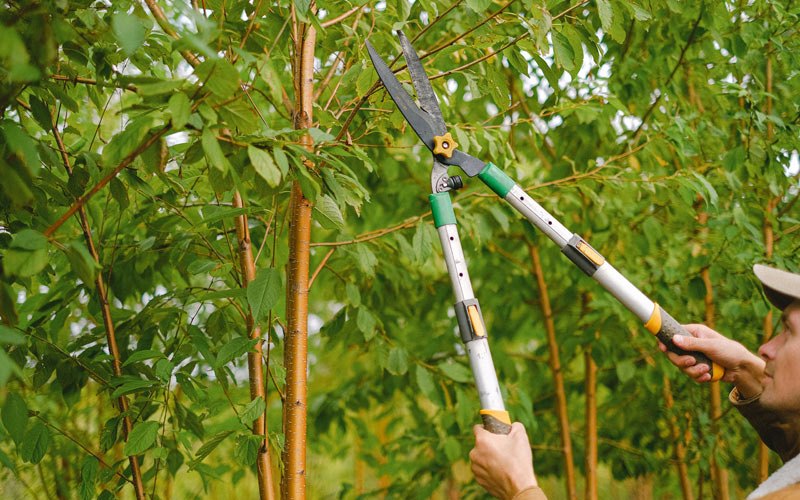 Tree trimming in Bonesteel, SD