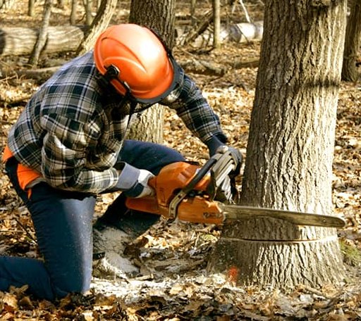 Tree Removal in Bonesteel, SD